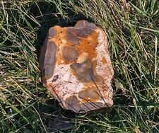 Fossiles Holz. Anschliff-Endstück, Radka,Ungarn, Eigenfund.