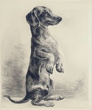 "Männe - Dackel" Radierung