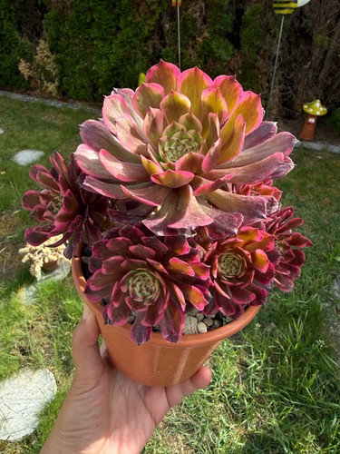 Aeonium yue variegated - ji,