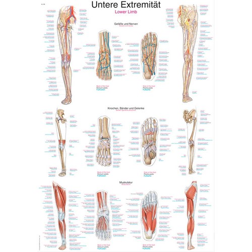 Erler zimmer anatomische - erler,