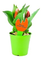 Tulpen Pflanzen, Tulpe Rote