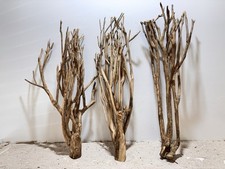 Talawa Wurzel XL ähnlich