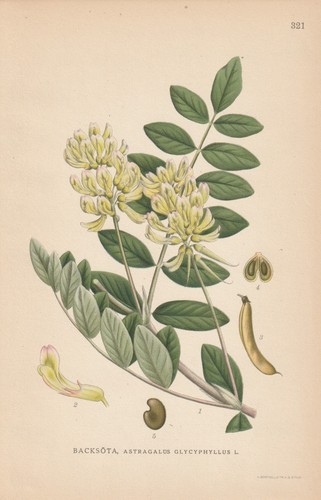 Bärenschote astragalus - bärenschote, (astragalus