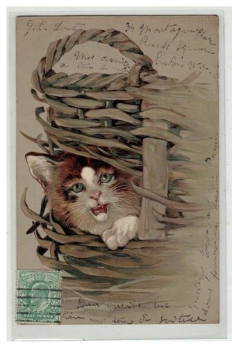 Katze 17115 - katze,