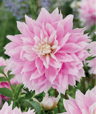 1 Schmuck Dahlien Evanah