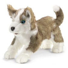 Wolfsjunges / Wolf Pup