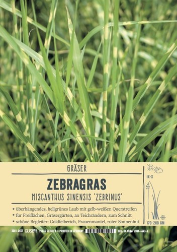 Miscanthus sinensis
