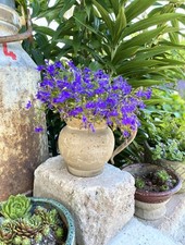 Krug kanne vase pflanzkanne - kanne,