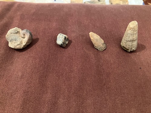 Verschiedene zahn und horn - und,