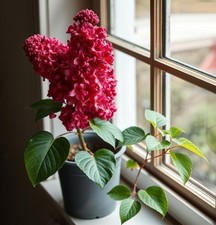 Flieder Stecklinge rot / winterharte Pflanzen Blumen für den Garten Deko ...