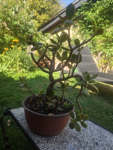 Glücksbaum crassula ovata - crassula,