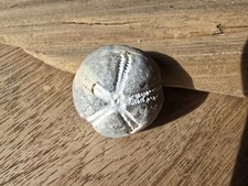  Seeigel Ostsee Steinkern