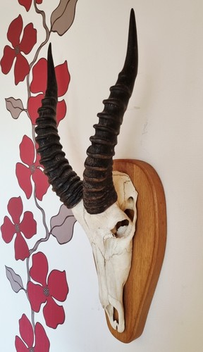 Jagdtrophäe antilope - jagdtrophäe,