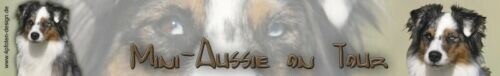 Miniature australian shepherd - miniature,