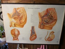 Lehrkarte Schulwandkarte Medizin "Die Beckenorgane des Mannes" vintage