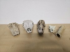 Exo Terra Skull Dekorations Worm Feeding Dish Futterschale Dekoration Terrarium