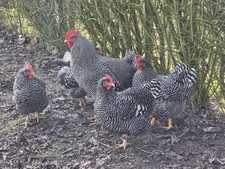 Amrocks Große Eier, 10