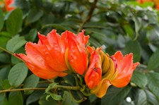 Samen afrikanischer tulpenbaum - afrikanischer,