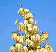 Yucca angustifolia -