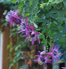 Passionsblume lavender - lavender,