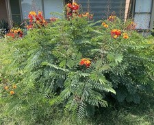 Pride of Barbados (Caesalpinia