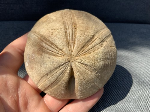 Fossil seeigel clypeus plotti - seeigel,