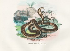 Naja Haje Cobra Cobra Egypt