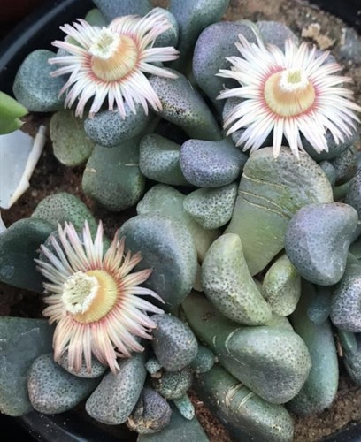 Aloinopsis schooneesi - , 25