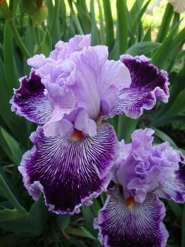 80002497 iris setosa - 80002497,
