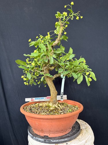 Pfaffenhütchen bonsai - pfaffenhütchen,