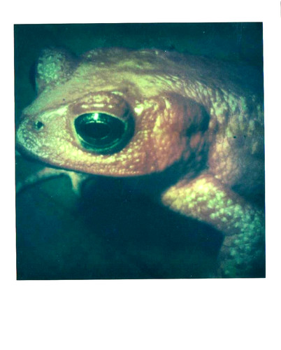 Araki nobuyoshi frosch - -frosch,