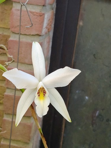 Laelia anceps semi - laelia, anceps,
