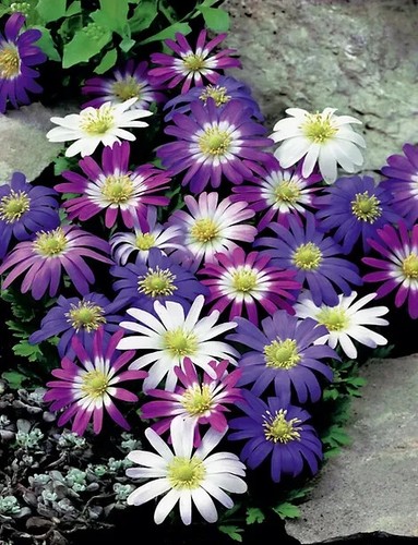 Sale2059 pulsatilla vulgaris - pulsatilla,