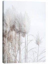 Leinwandbild Pampasgras II -
