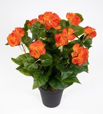 Begonie 38cm orange im Topf LM
