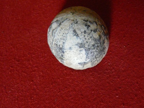 Fossil versteinerter seeigel - fossil,,