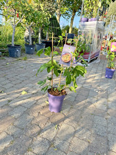 Passiflora edulis 80–110cm Maracuja Passionsfrucht Grenadille Kletterpflanze