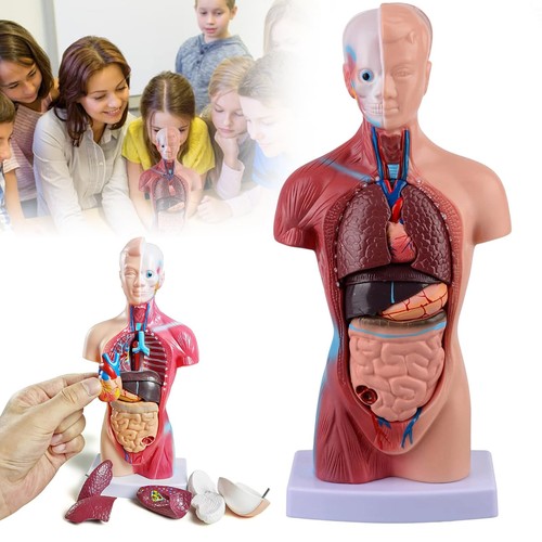 Torso körpermodell anatomie - torso,
