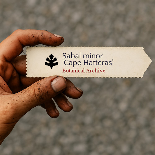 Sabal minor cape - 'cape, hatteras'