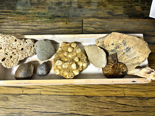 Ammonit tierfossil stein - ammonit,