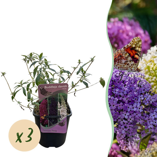 Schmetterlingsflieder buddleja - schmetterlingsflieder,