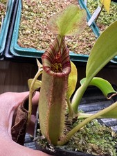 Seedgrown Nepenthes