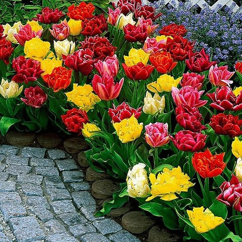 Tulpen blumenzwiebeln zwiebeln - blumenzwiebeln,