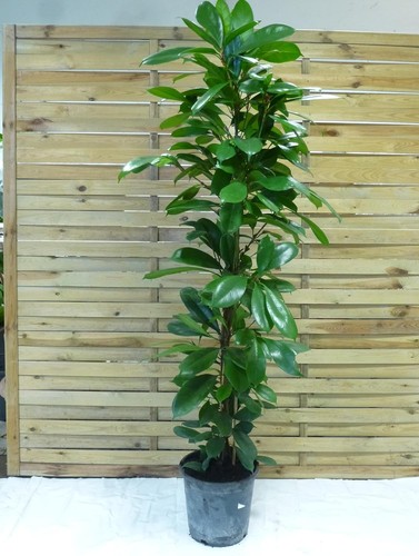 Palmenlager ficus - [palmenlager],