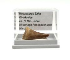 ★ 1 schöner Mosasaurus Zahn