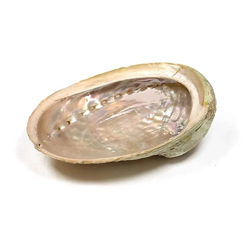 Abalone räucherschale - räucherschale, –