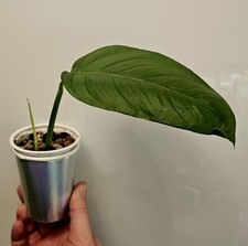 Monstera praetermissa