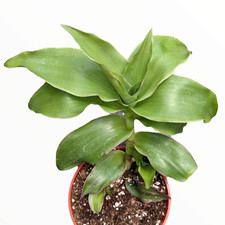 Callisia fragrans 'Basket