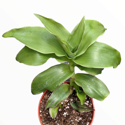Callisia fragrans basket - callisia, 'basket