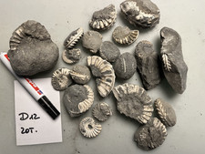 Ammoniten Pleuroceras spinatum